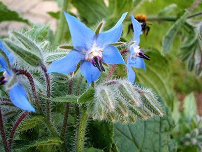 Borago officinalis